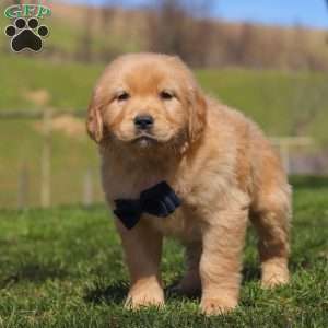 Ross, Golden Retriever Puppy